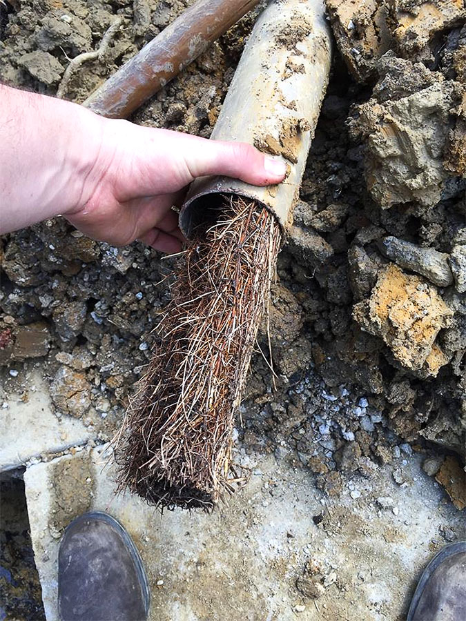 Drainage system clogged with tree roots